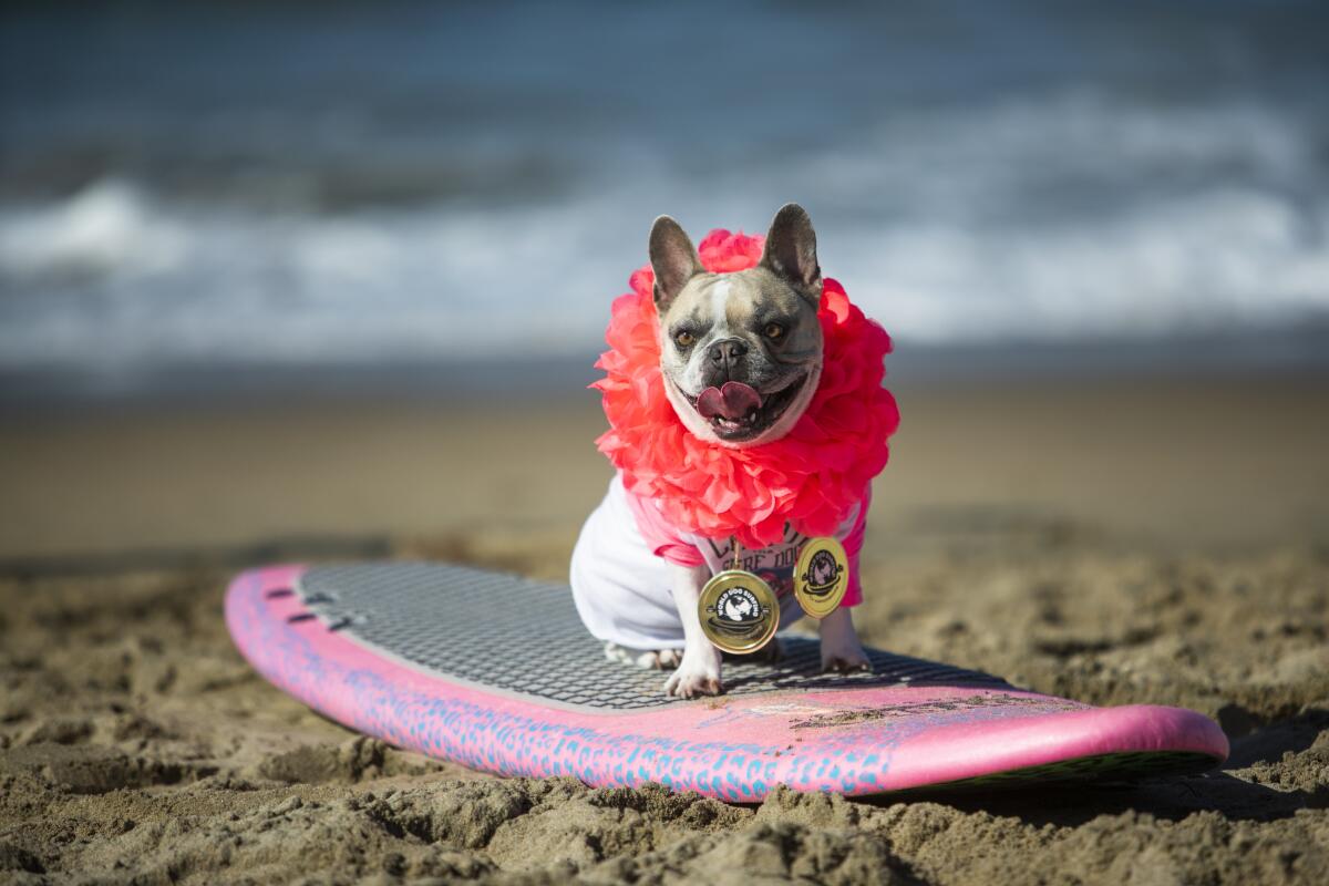 Cherie, a French bulldog from Newport Beach, won the World Dog Surfing Championships in August.