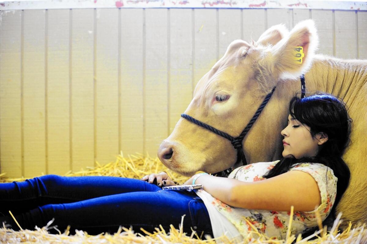 Rebekah Villanueva rests on her steer, Stefan, in the livestock area at the Orange County Fair in 2013, when the fair’s theme was “Come & Get It.”