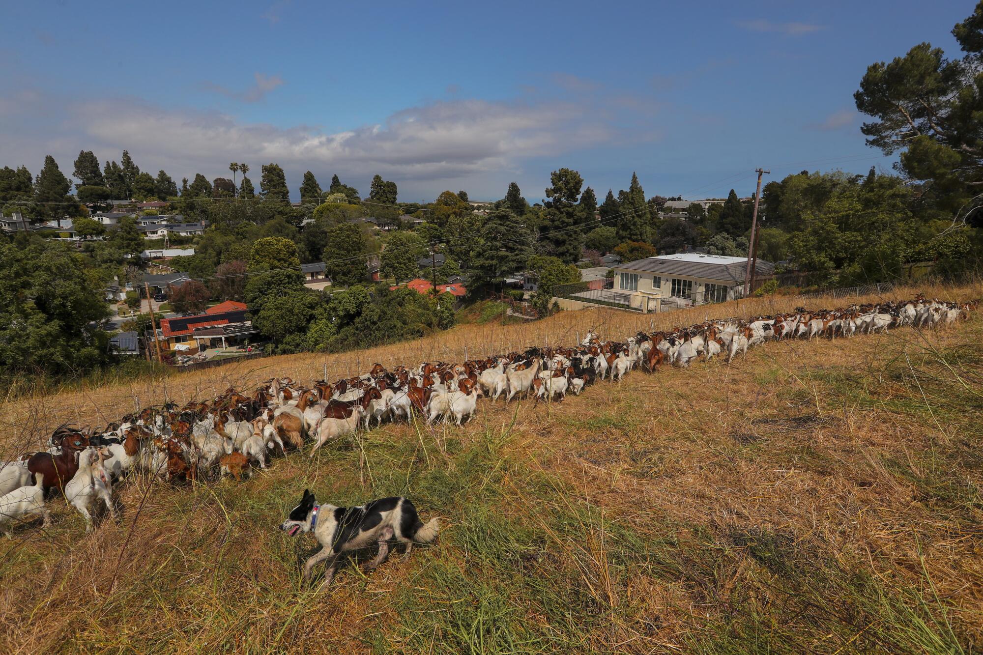 A herd of goats spread across a hillside