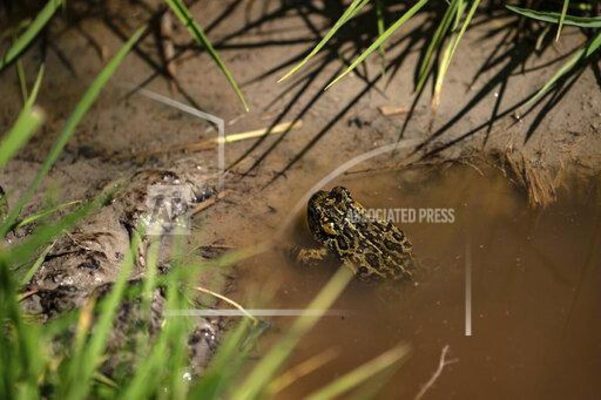 A Dixie Valley toad is seen around the hot spring-fed wetland.