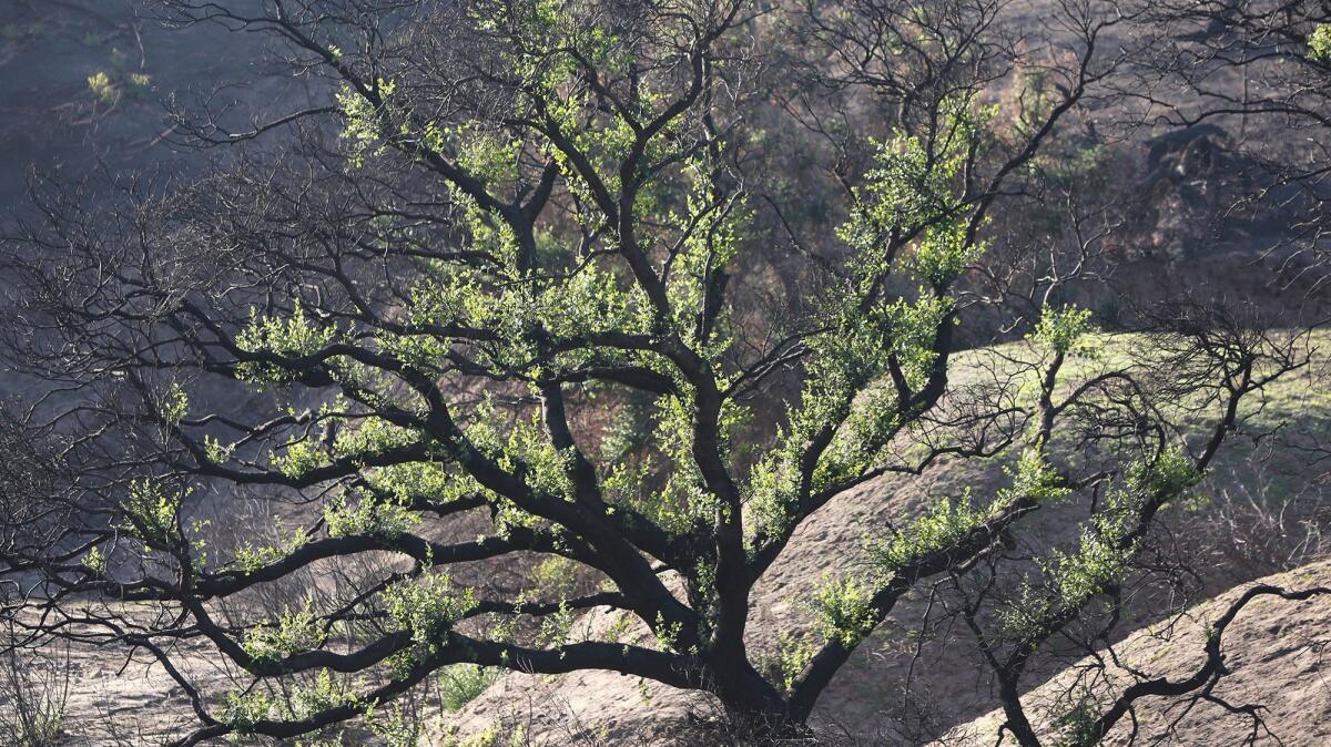 Signs of recovery can be seen on the branches of a burned tree along the creek bed in Weir Canyon.
