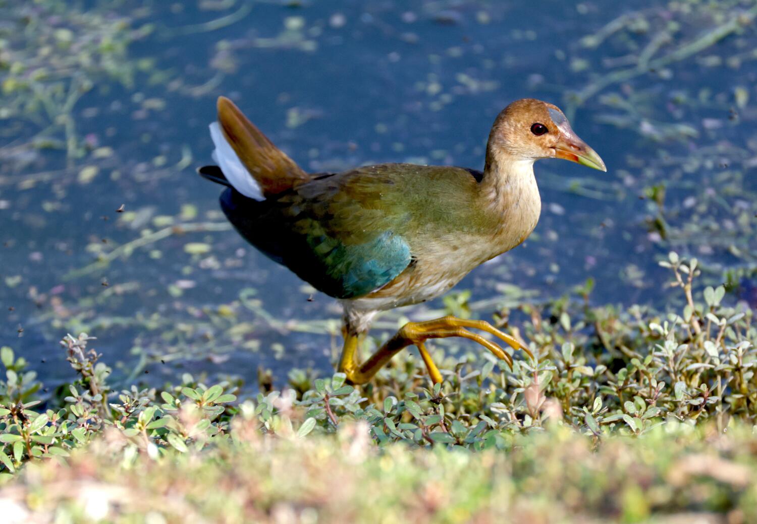 Rare bird draws flocks of Southern California birders to this Irvine marsh to get a glimpse