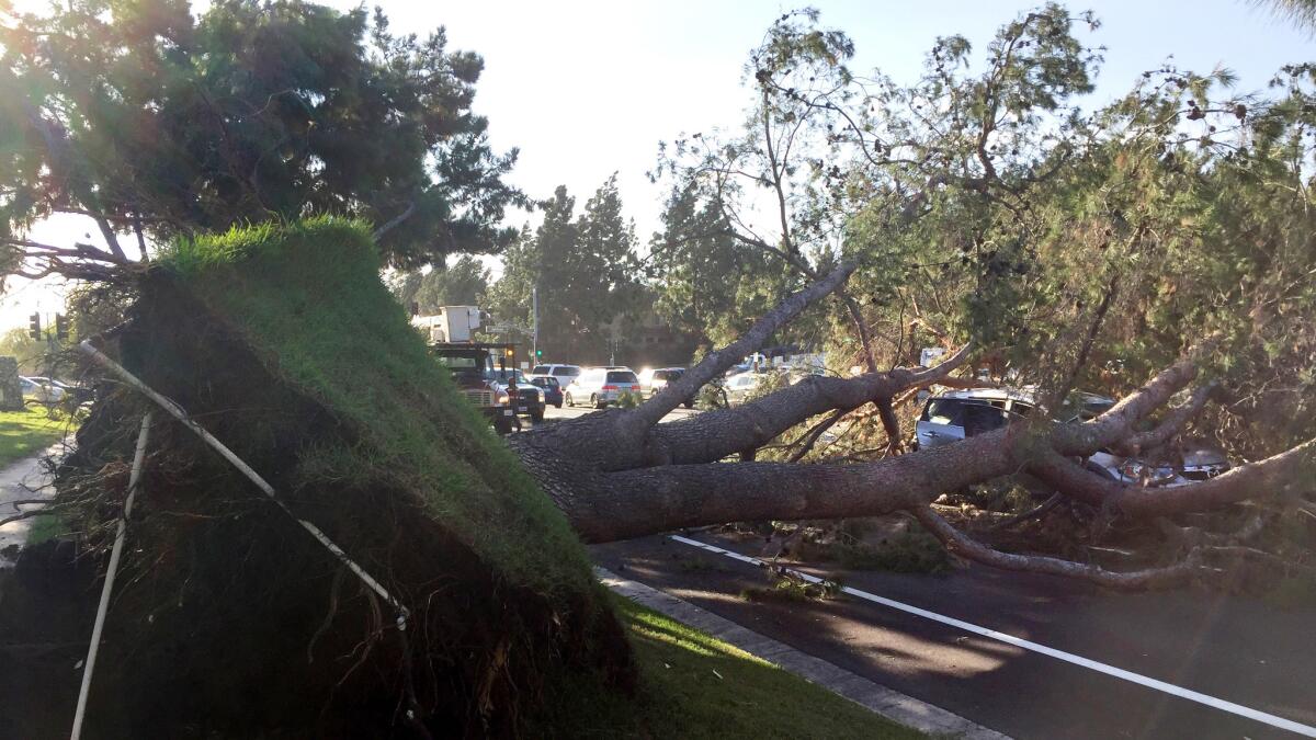 A large tree blocks the road after falling on a vehicle in Irvine on Monday morning as powerful Santa Ana winds ravaged the area.