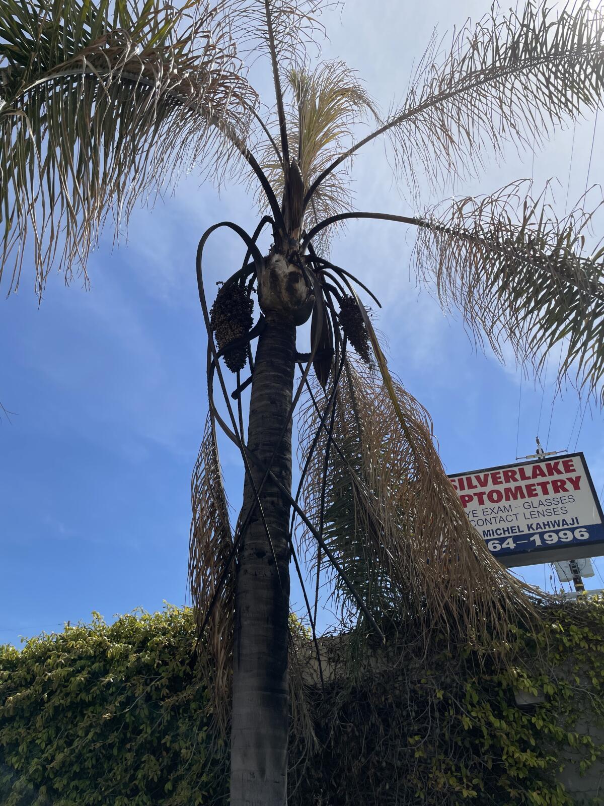 A palm tree was singed near the intersection of Rowena Avenue and Rokeby Street in Silver Lake.