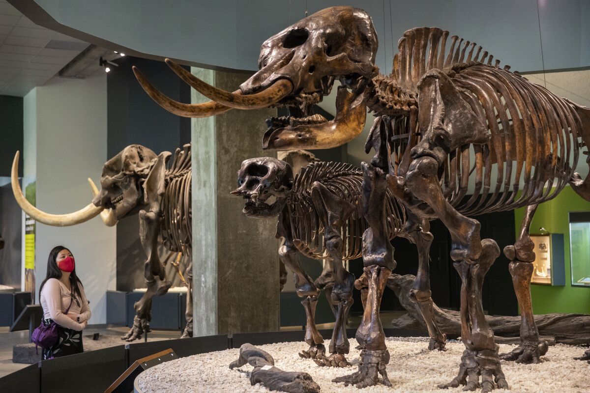 A woman looks at American mastodon skeletons on exhibit at the La Brea Tar Pits museum.