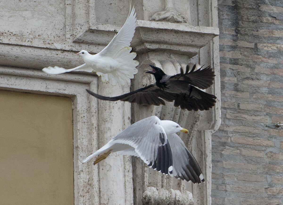 A dove freed by children during a prayer Sunday by Pope Francis is chased by a crow in St. Peter's Square. A seagull pursued another dove that was released.