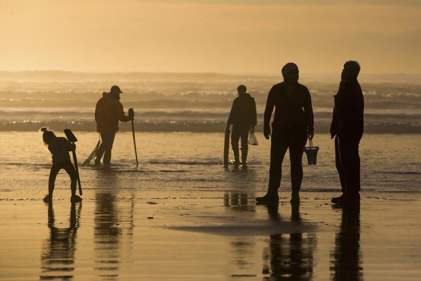 FILE - Visitors look for clams to dig along the beach at Fort Stevens State Park, Feb. 9, 2016, in Warrenton, Ore. Oregon authorities closed the state's entire coastline Thursday, May 30, 2024, to mussel harvesting in response to an “unprecedented” outbreak of shellfish poisoning that has sickened at least 20 people. They've also closed parts of the Oregon coast to harvesting razor clams, bay clams and oysters. (Joshua Bessex/Daily Astorian via AP, File)