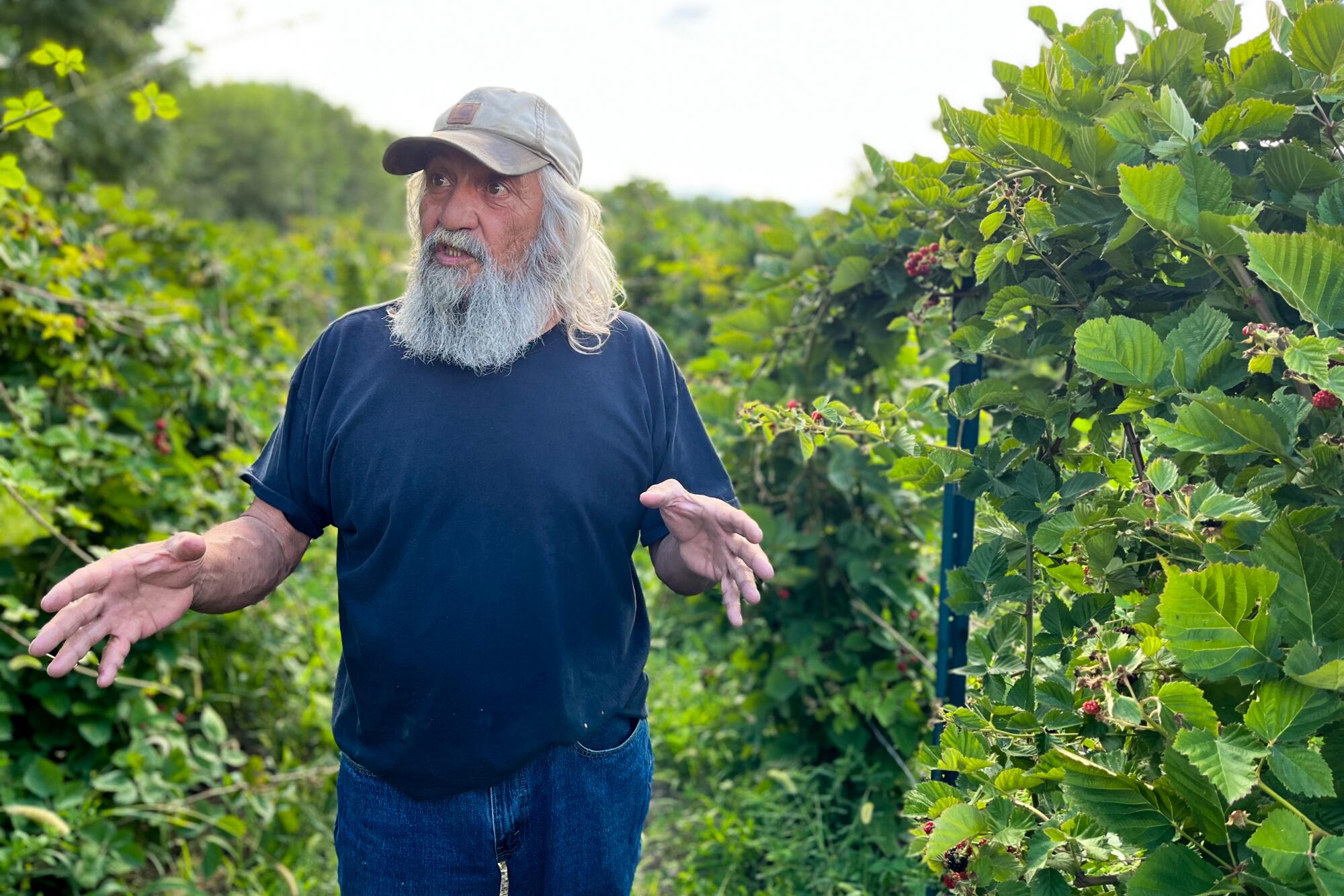 A man with a gray beard and long hair, in dark clothes, gestures with his hands as he stands amid blackberry brambles 