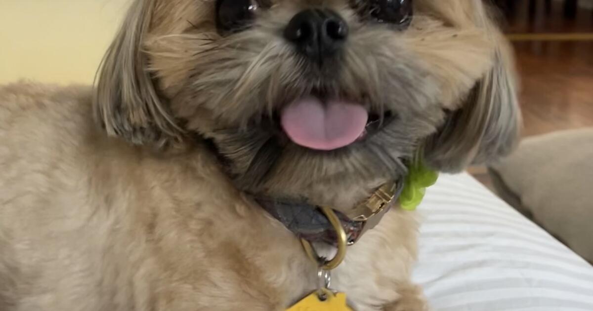 Cão leão da montanha removeu ‘pernas’ de sua casa em Glendale