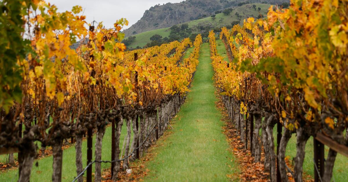 Por que a indústria vinícola da Califórnia está morrendo