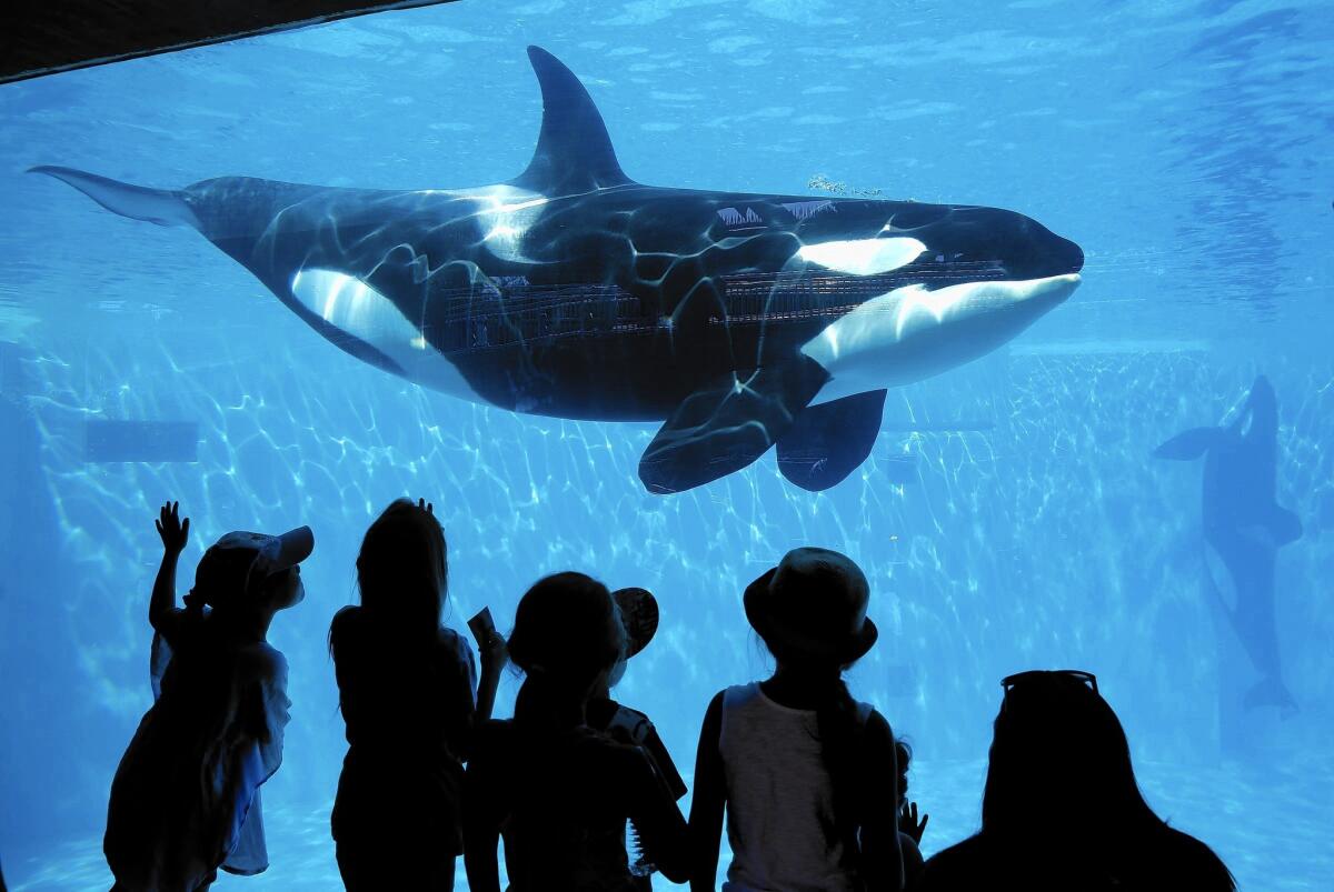 SeaWorld San Diego visitors view an orca whale through a window at the park in 2014.