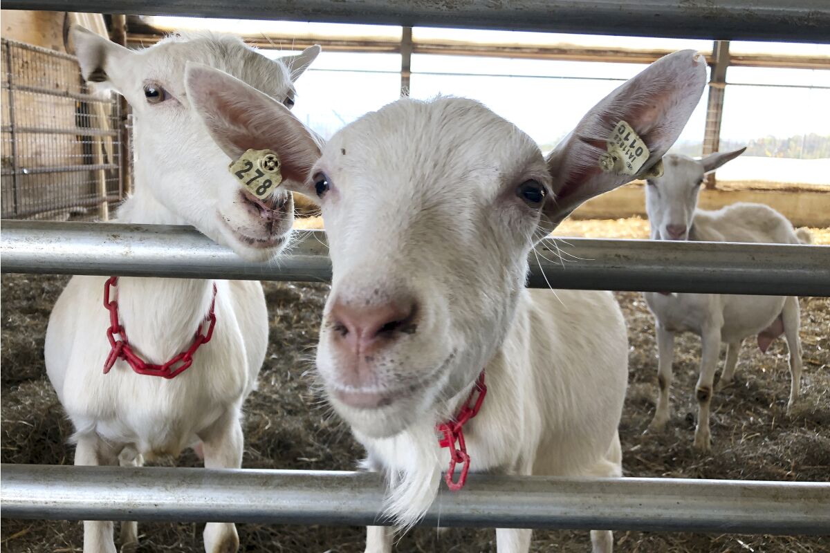 Dairy goats stand in a barn at Joneslan Farm, May 13, 2021, in Hyde Park, Vt. The farm sold its dairy cows and switched to goats, delivering its first goat milk in February to Vermont Creamery owned by Land O' Lakes for cheese making. (AP Photo/Lisa Rathke)