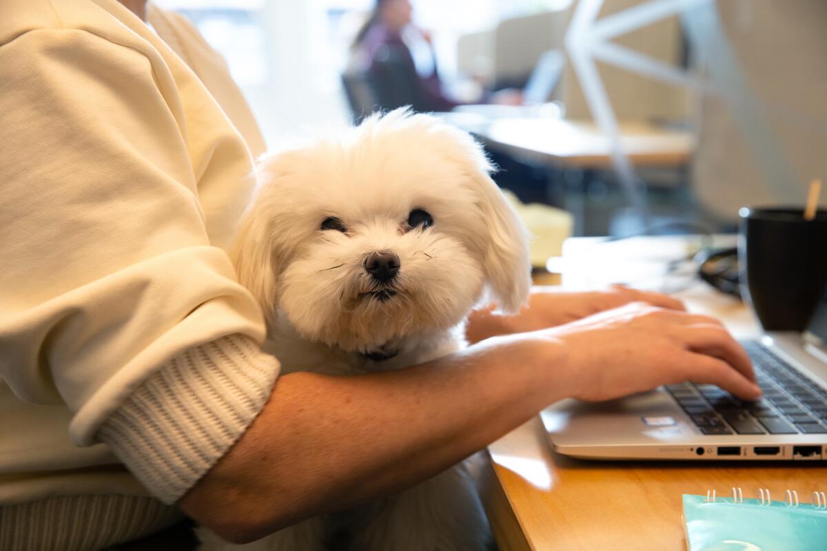 Charlie rests on owner Michelle Potvin's lap while she works.