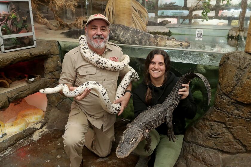 Founder Jay Brewer and is daughter, Juliette, at the Reptile Zoo in Fountain Valley. The Reptile Zoo in Fountain Valley has been selected for a Roku streaming TV series, "Reptile Royalty," scheduled to launch later this year. (Kevin Chang / Daily Pilot)