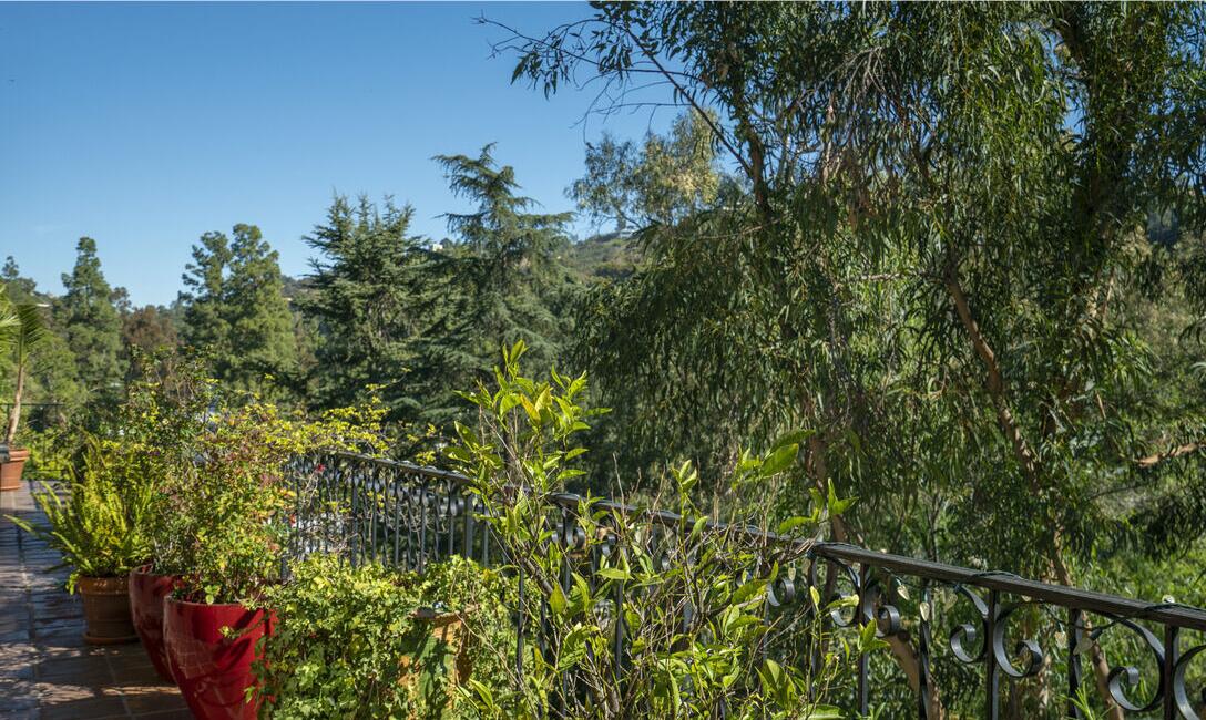 The view is of trees and plants.