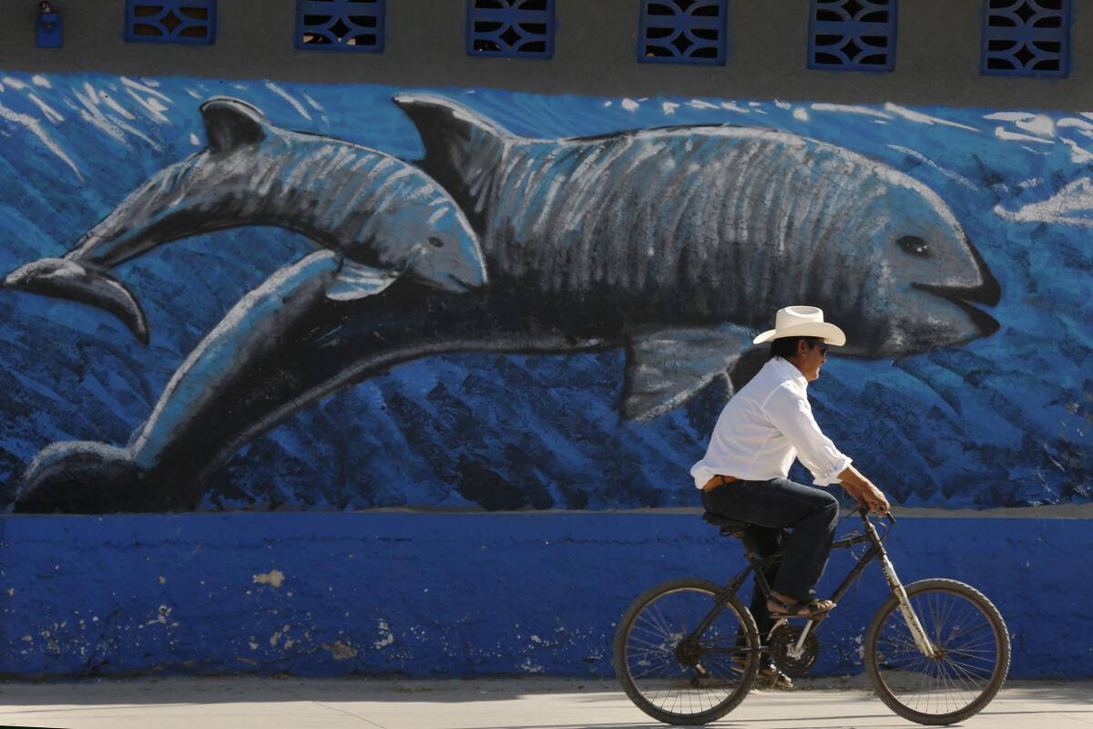 A mural depicting Vaquita Marina porpoises is painted on a wall in San Felipe, Mexico, in 2017.