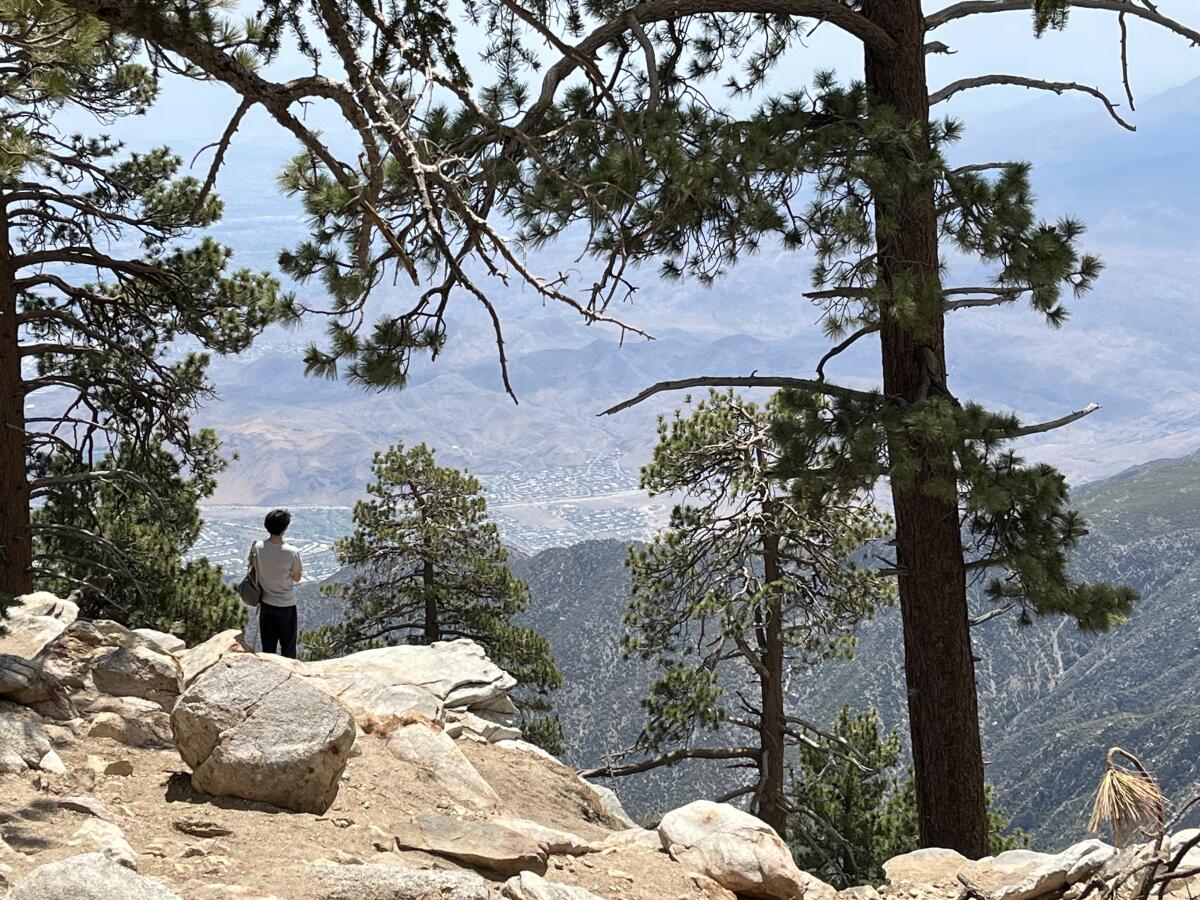 A person stands among bounders and pine trees on a mountain trail.