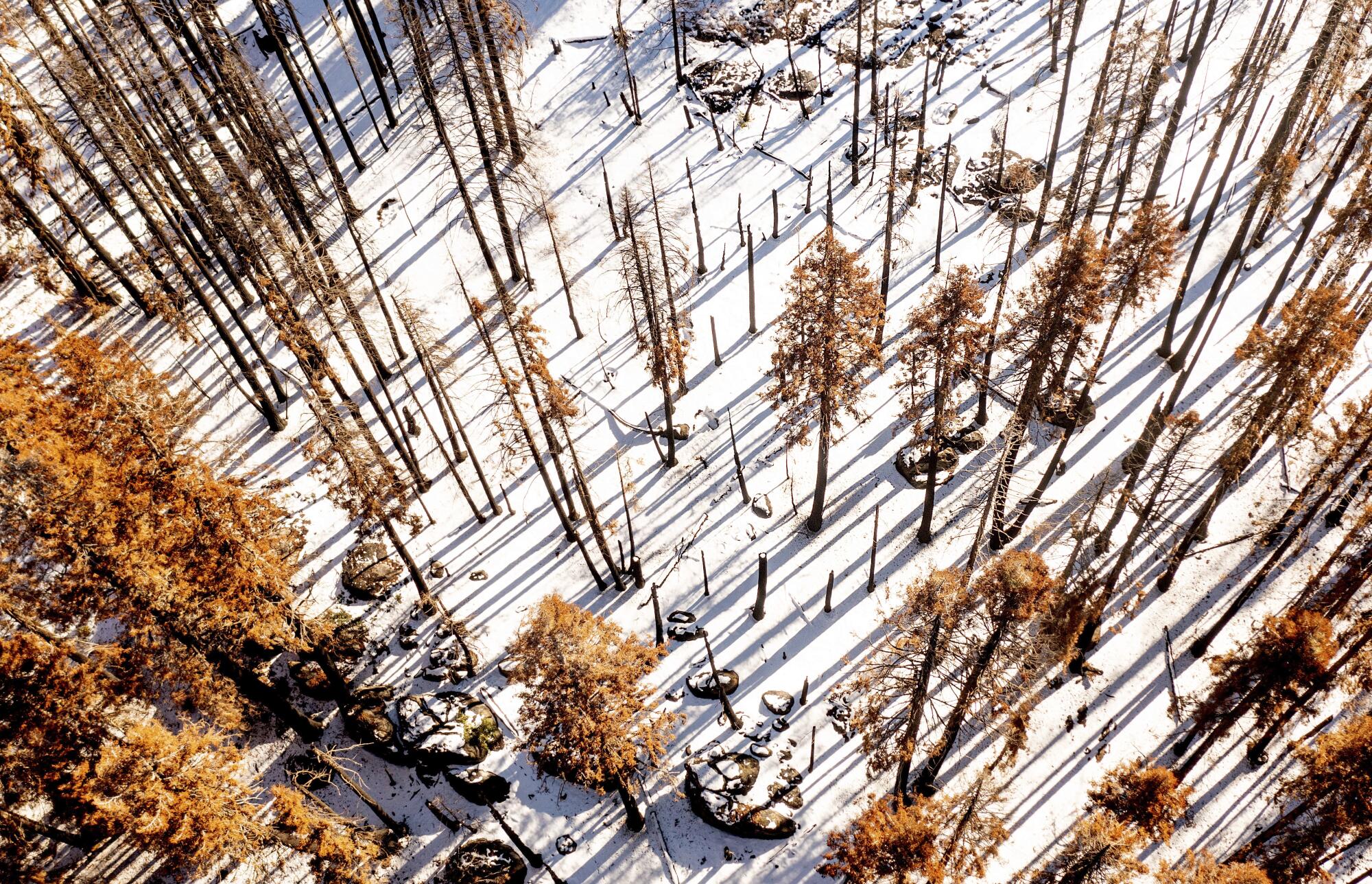 Wildfire-scorched trees on a snow-covered hillside