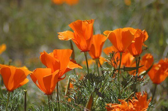 Eschscholzia californica, the state flower, is in full bloom at the Antelope Valley California Poppy Reserve in the high desert west of Lancaster.