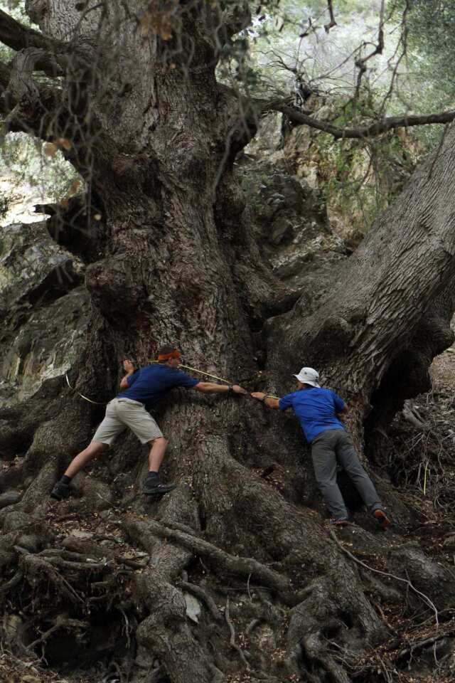 Measuring a giant