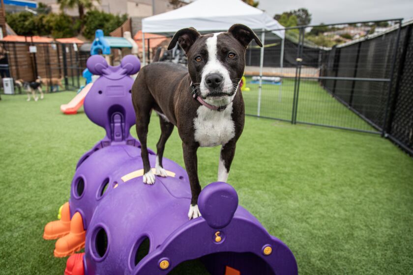 San Diego, CA - June 07: Dogs have plenty of room to run and play outdoors at The Dog Society in San Diego, CA. (Jarrod Valliere / The San Diego Union-Tribune)