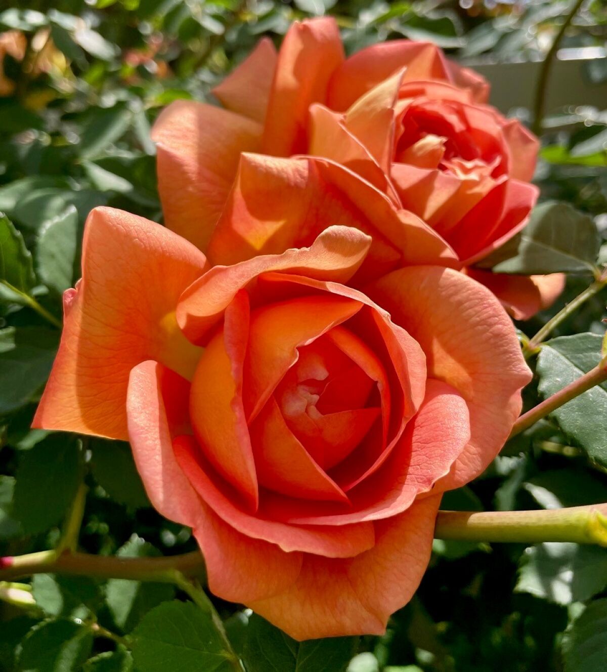 A close-up view of the bloom of a Lady of Shalott rose.