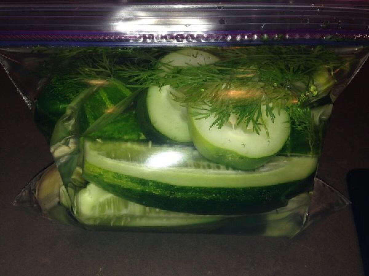 These cucumbers are on their way to becoming kosher-style pickles.