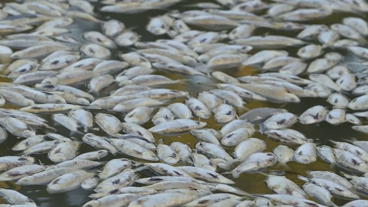 En esta imagen extraída de un video, peces muertos flotando en la superficie del Río Darling-Baaka 