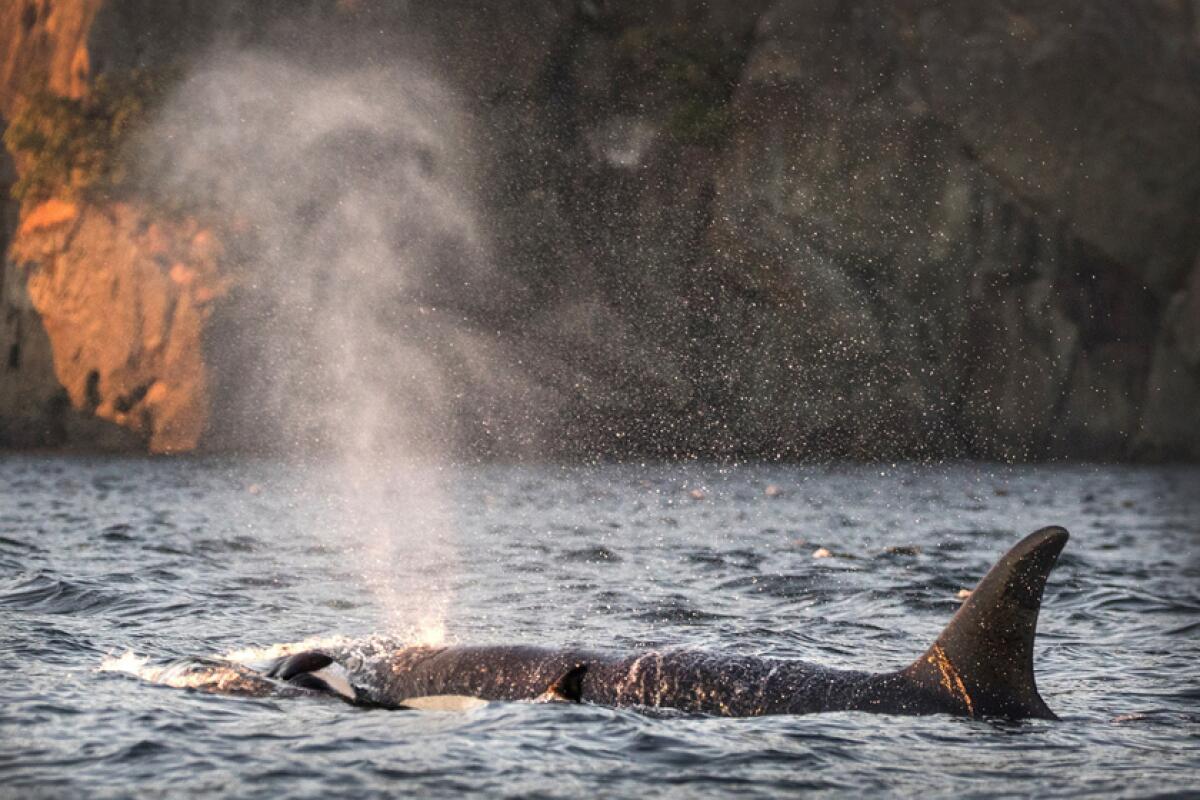 Tahlequah in British Columbia's Swanson Channel in 2018.