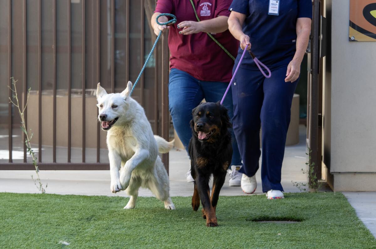 Volunteers take two excited dogs to their new fosters at Los Angeles County's Palmdale Animal Care Center in June.