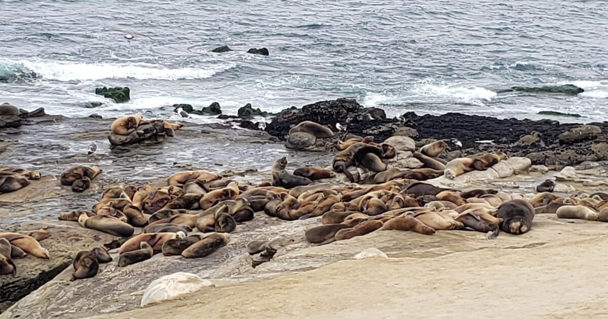 La Jolla Town Council coastal forum airs concerns about sea lions, bluffs  and Gliderport - La Jolla Light