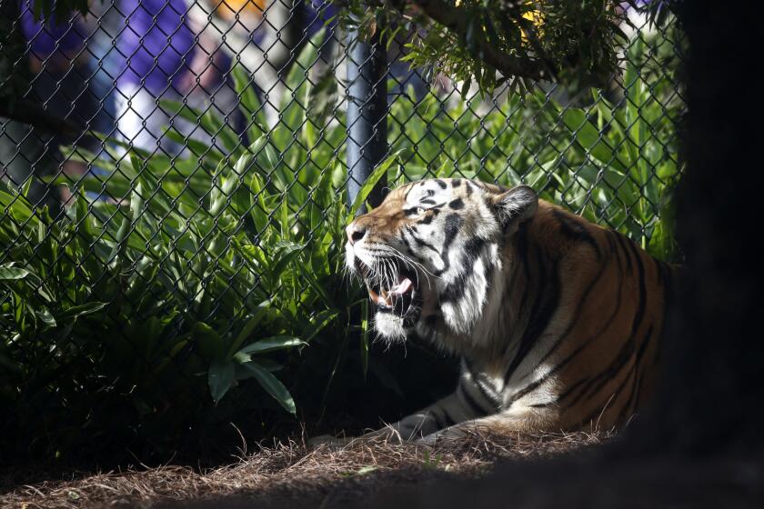Mike VI is shown here in his habitat on campus in 2015.