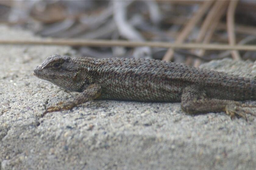 Fence lizards look almost black early in the morning before the sun warms them.
