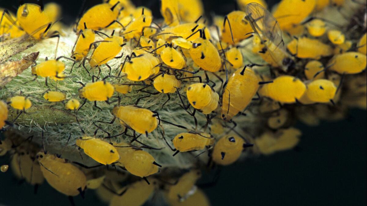 Closeup of aphids on a milkweed pod.