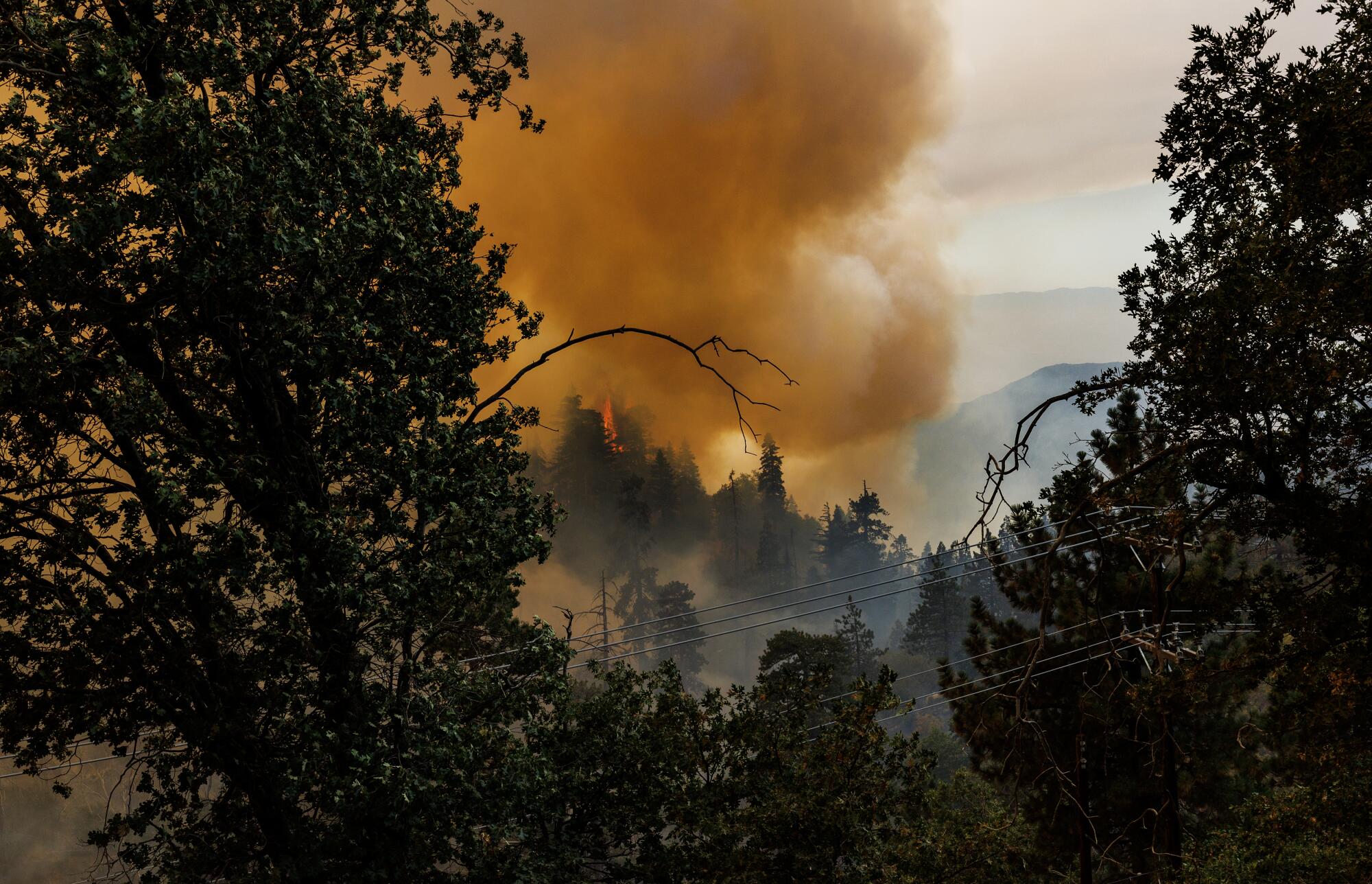 An aerial view of orange smoke framed by tree canopies