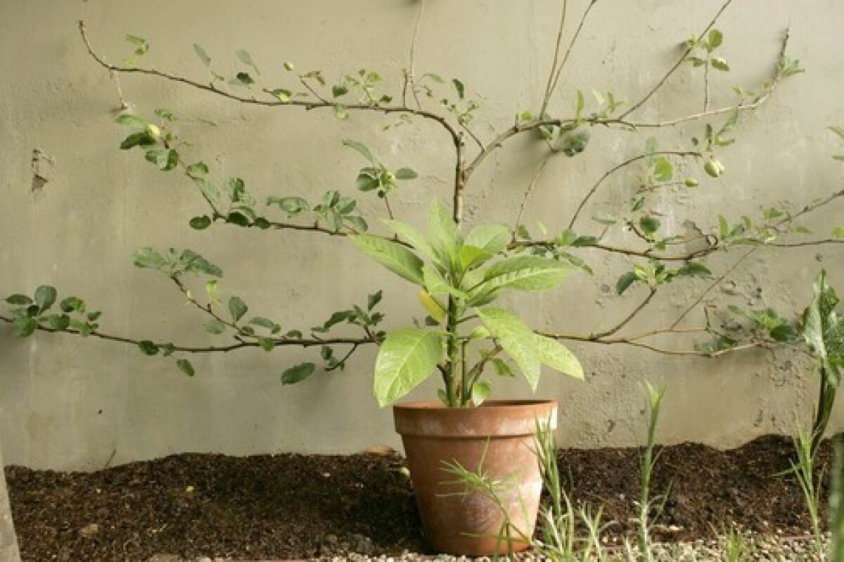 An apple tree is trained along an espalier against a garden wall with a pot with Brugmancia in a garden in Los Angeles.