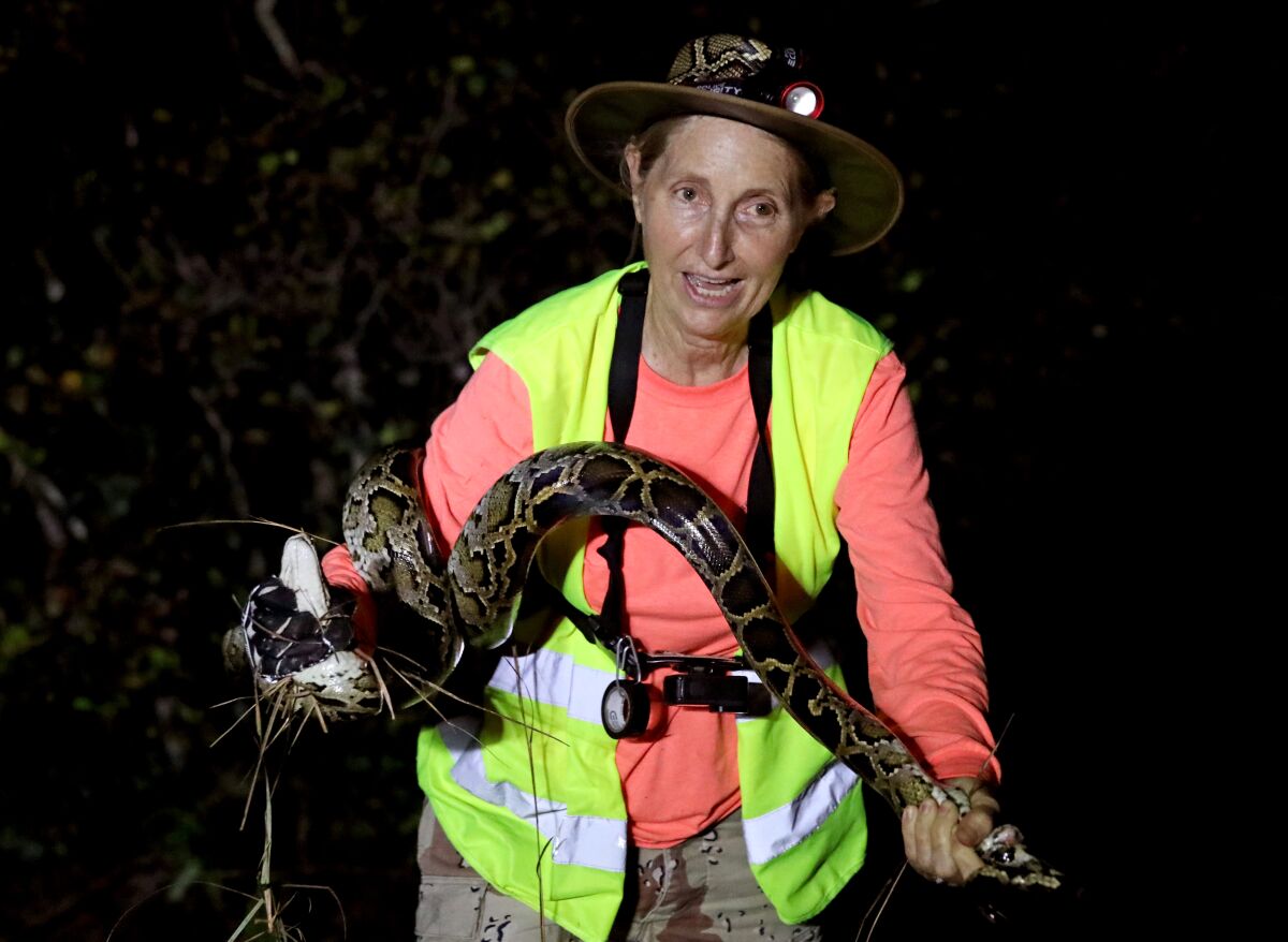 Donna Kalil, 60, of Kendall, Fla., holds a Burmese python she captured.