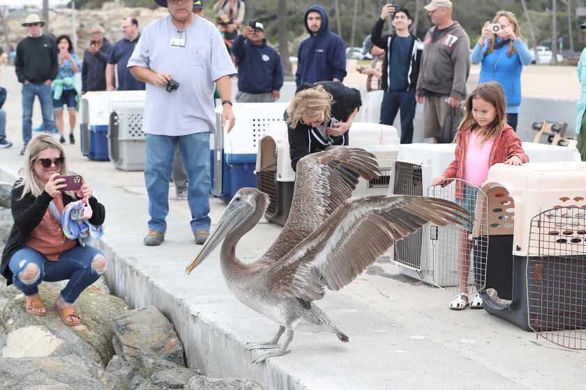 Honorary gate-opener Kenna Lee, far right, watches as one of several brown pelicans are released back into the wild at Corona Del Mar State Beach near the harbor on Thursday. The large birds were successfully rehabilitated at the Wetlands and Wildlife Care Center in Huntington Beach after being admitted in April and May.