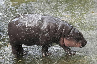 Moo Deng playing in water
