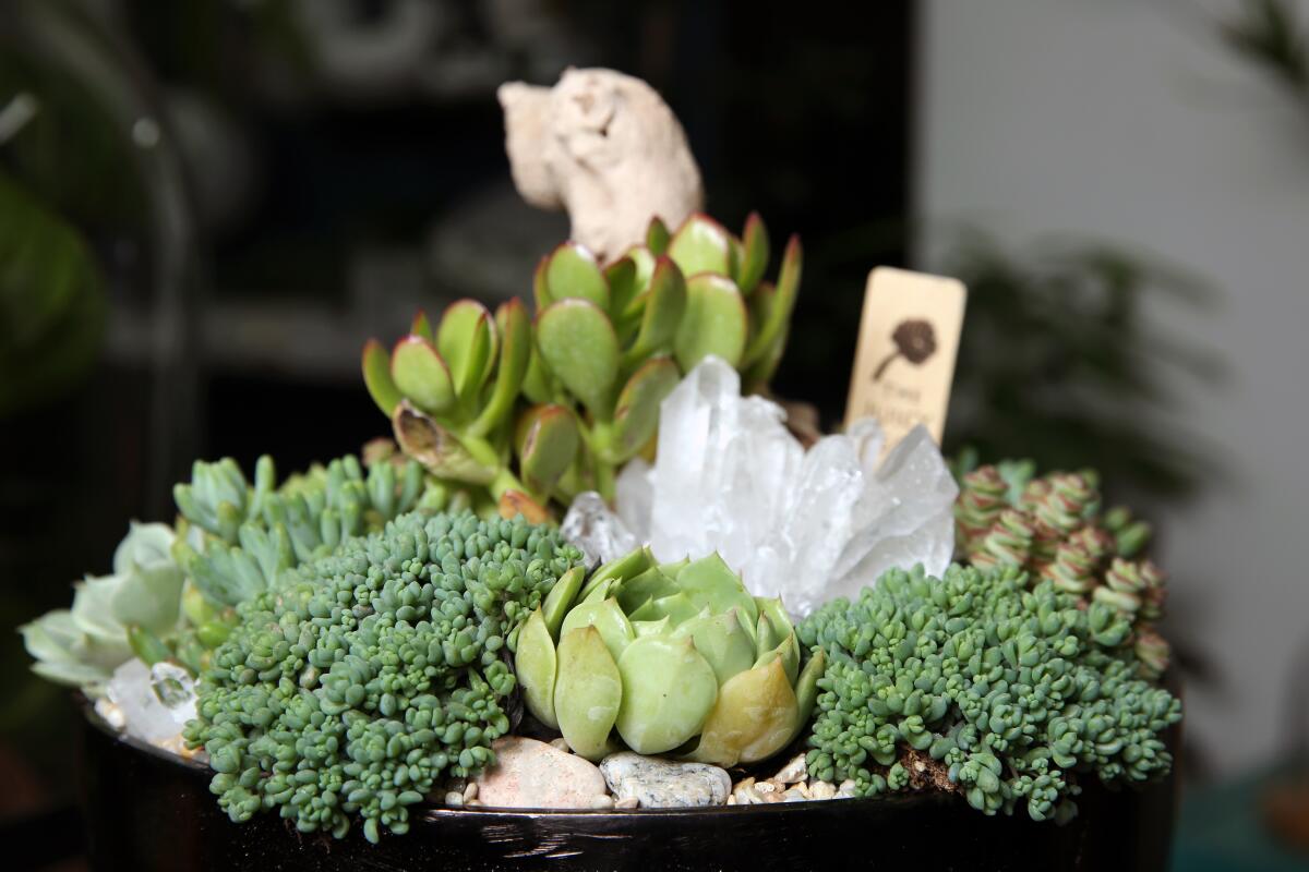 One of Felix Navarro's succulent arrangements.