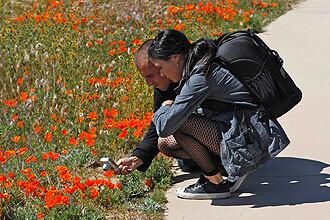 Antelope Valley California Poppy Reserve