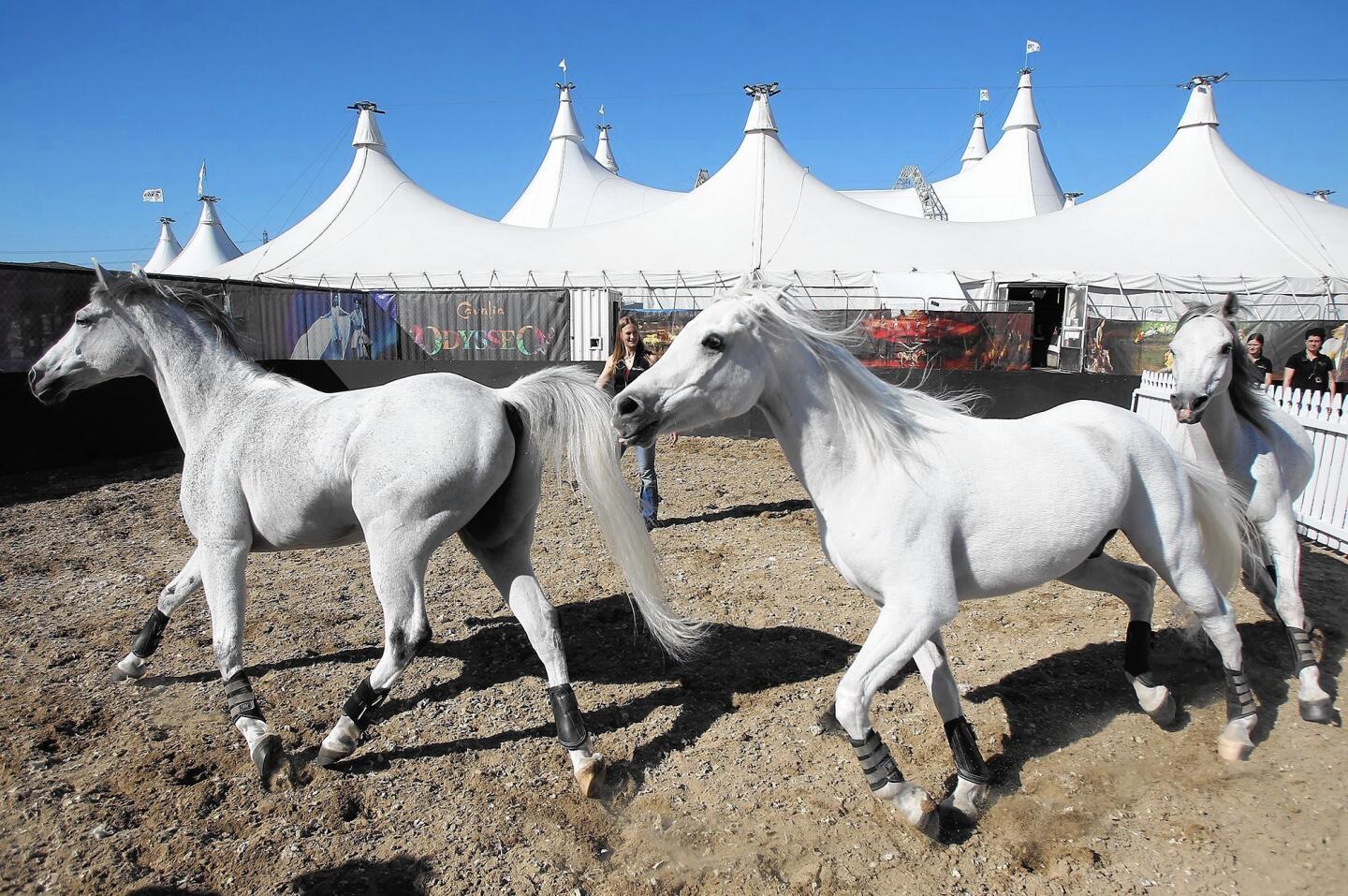 Artist rider Elise Verdoncq exercises three Arabian horses next to the "Odysseo" big top in Irvine.