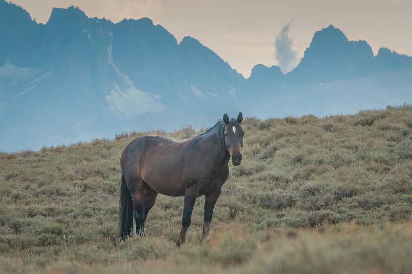 Campito lived 31 years, a good, long life for a wild horse that generally lives 25 to 30 years.