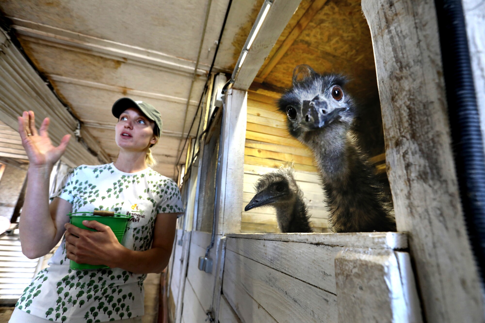 Emu at a farm