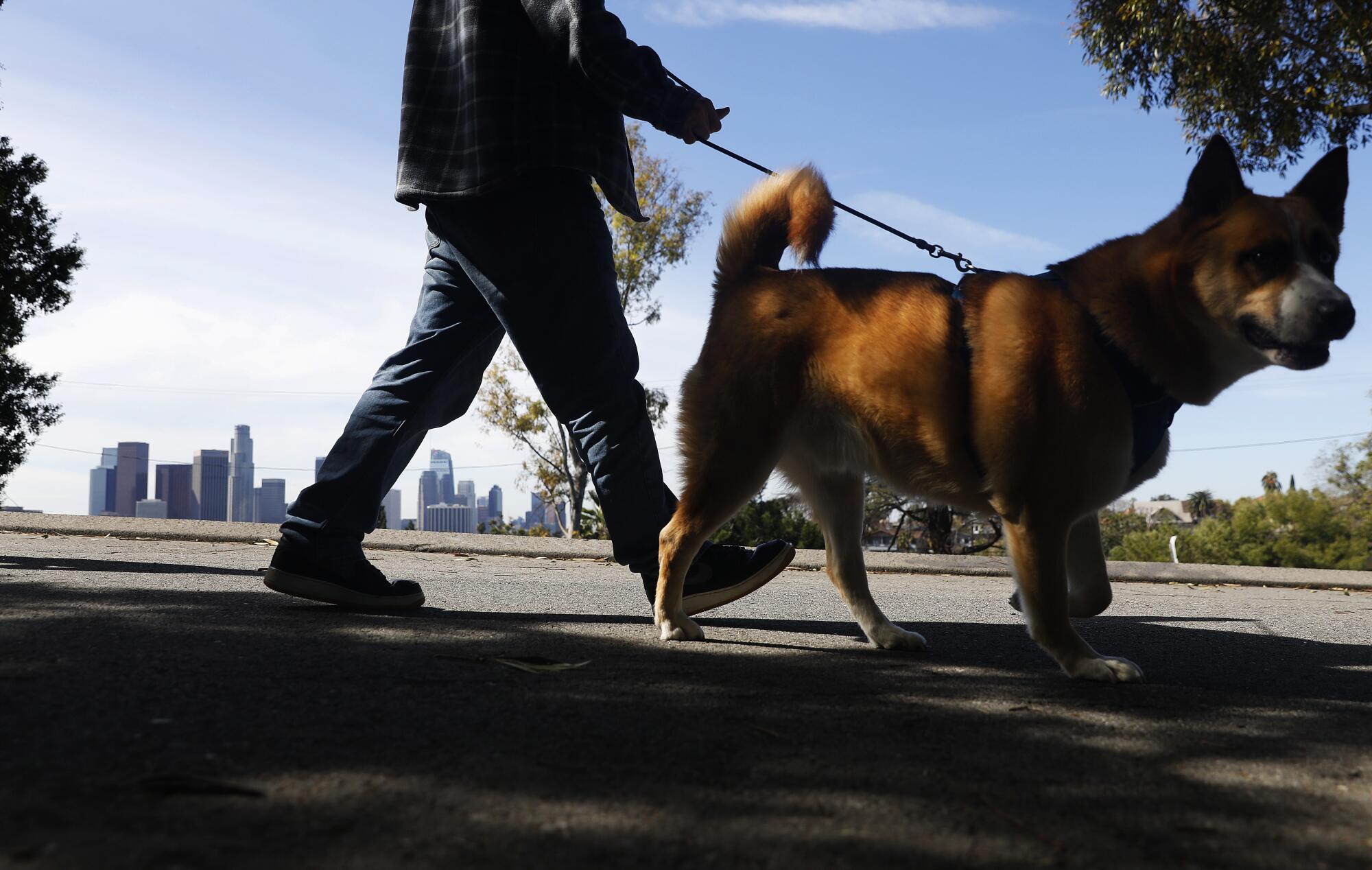 Rory Anglin walks his dog in Elysian Park near the apartment he shares with his girlfriend, Jenna Loredo.