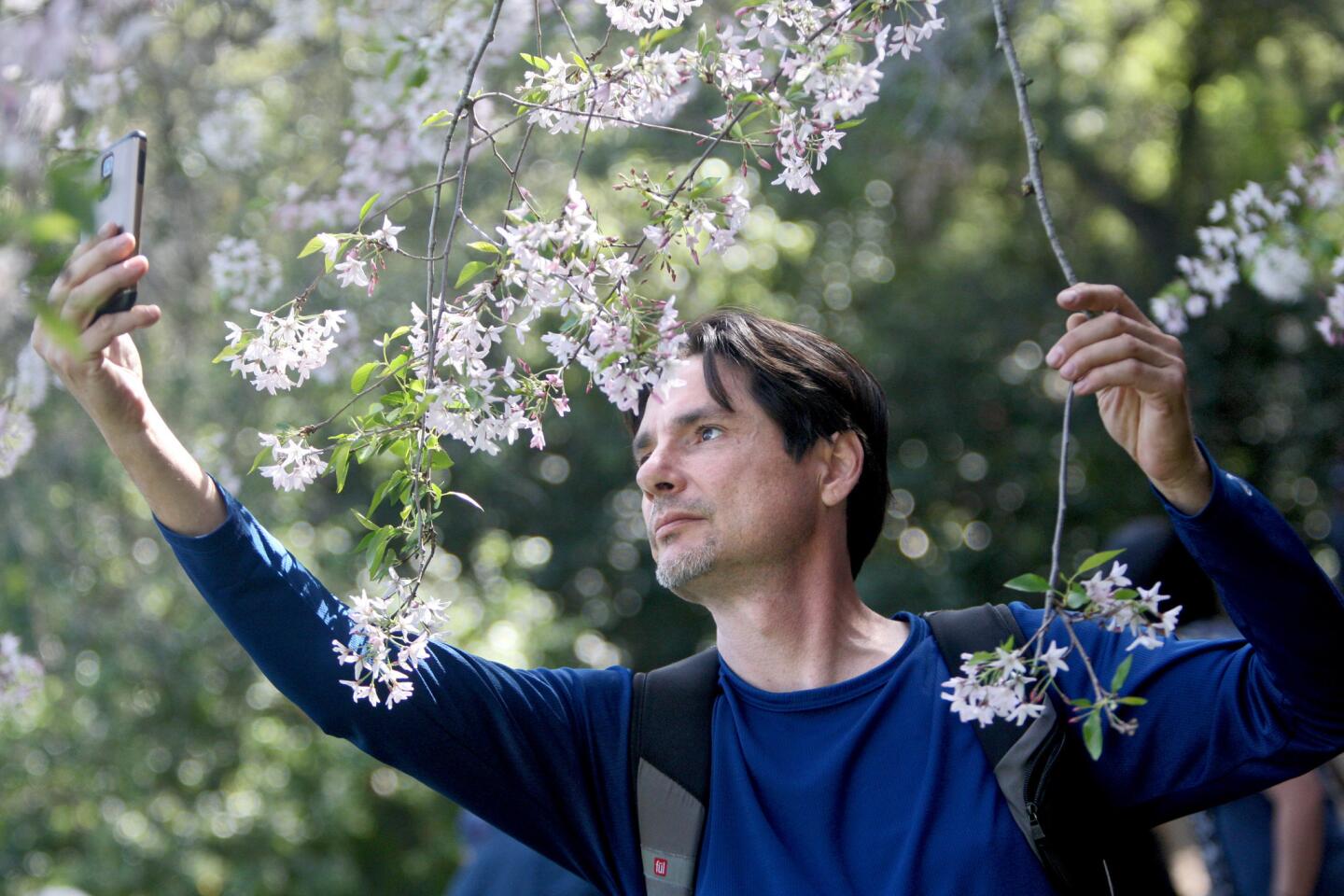 Joe Lenti of Torrance takes a selfie next to a large blossoming Cherry tree during the Cherry Blossom Festival at Descanso Gardens in La Cañada Flintridge on Saturday, March 12, 2016. Unusually large crowds waited in line to get into the county park, but there was not limit on guests.