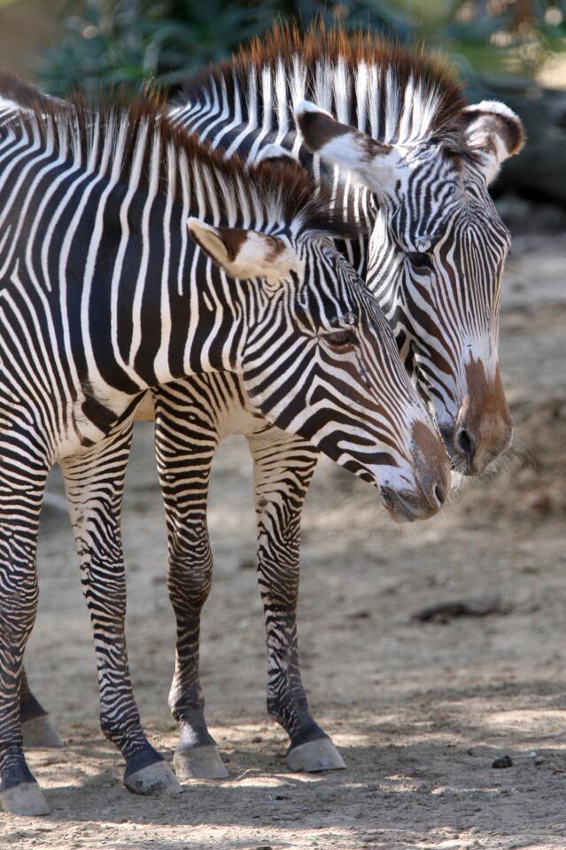 Photo Gallery: New breeding group of Grevy's zebras on display now at the L.A. Zoo