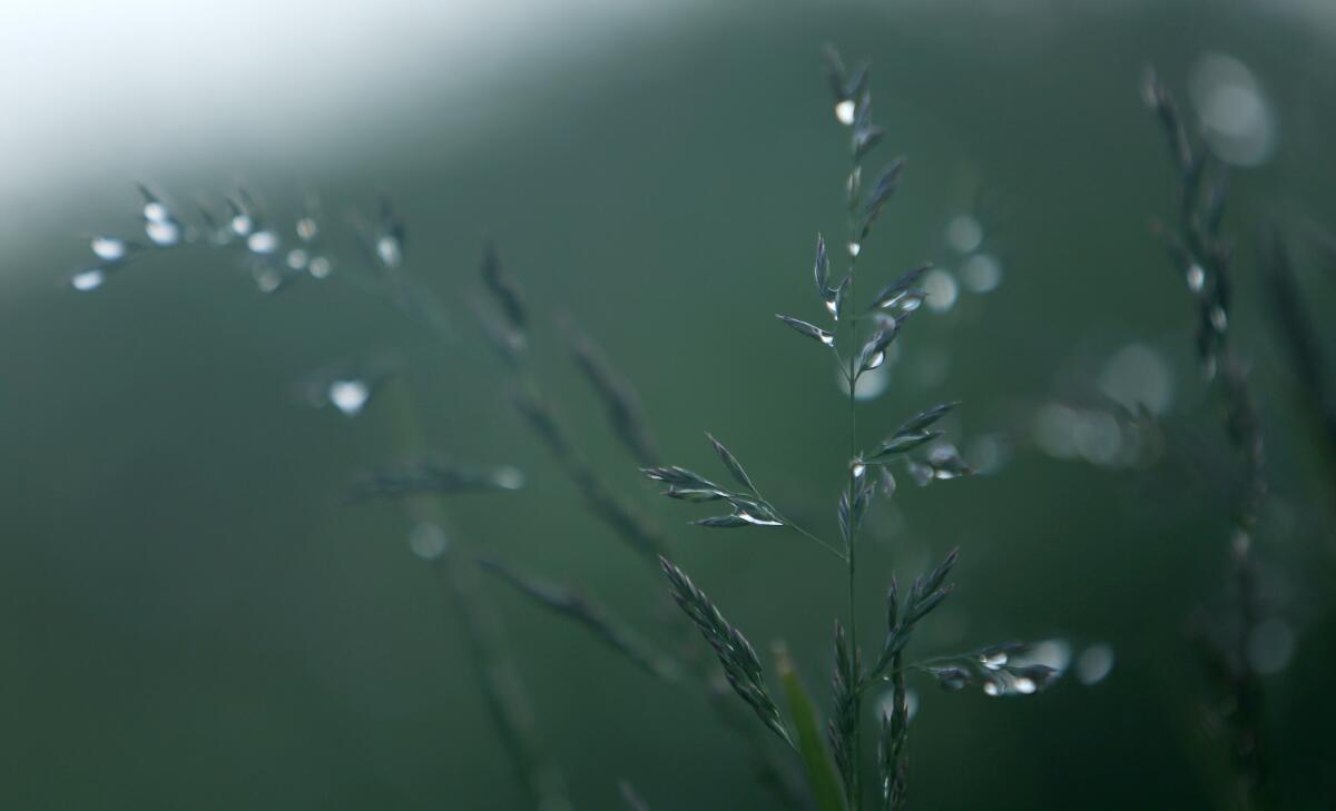 Morning dew on the grasses atop Signal Hill. 