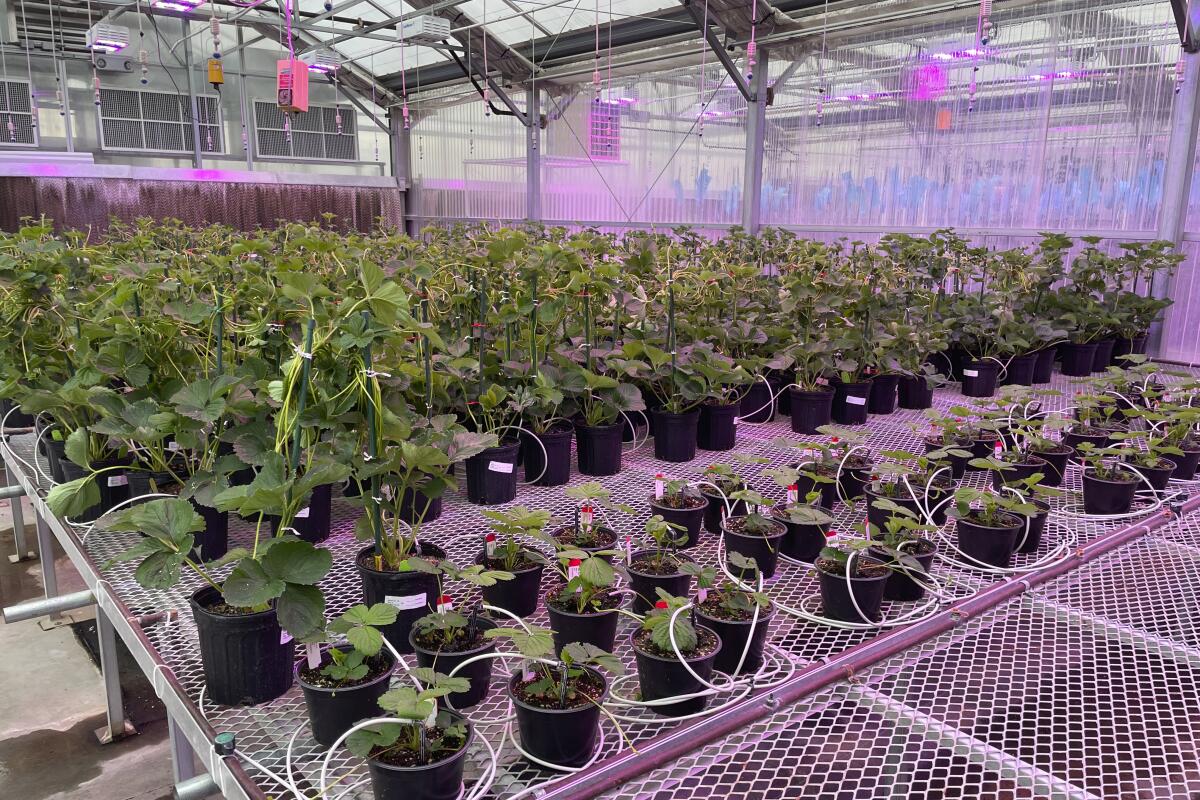 Plantas de fresas modificadas genéticamente crecen un invernadero de la empresa J.R. Simplot Company en Boise, Idaho