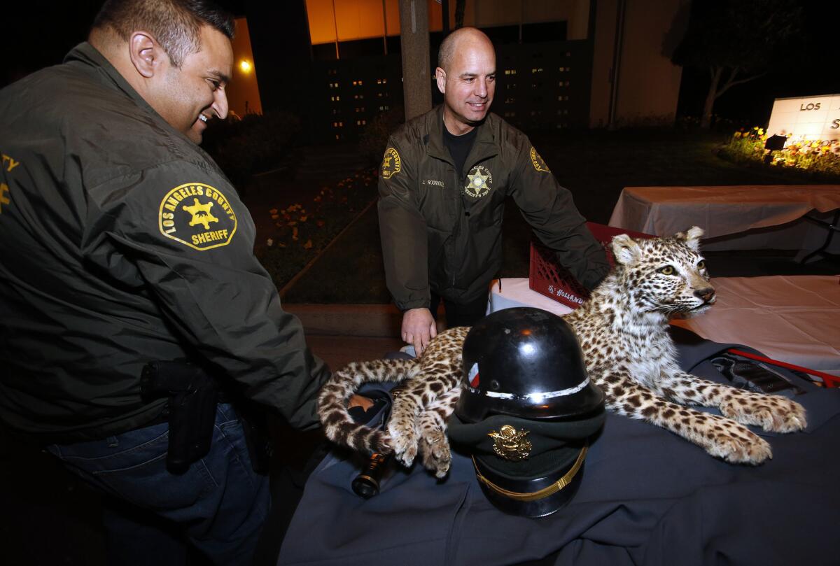 Detectives Larry Villareal, left, and Josue "Josh" Rodriguez of the Sheriff's Department's Industry Station with the recovered mounted snow leopard.